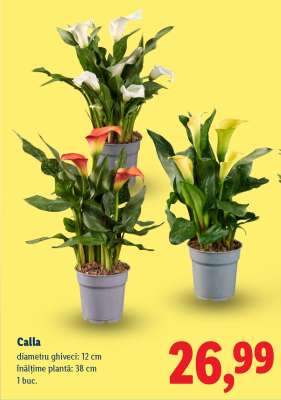 Calla