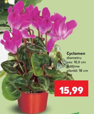 Cyclamen