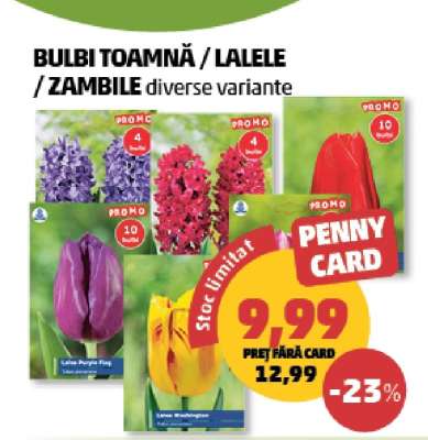 Bulbi Toamnă / Lalele / Zambile