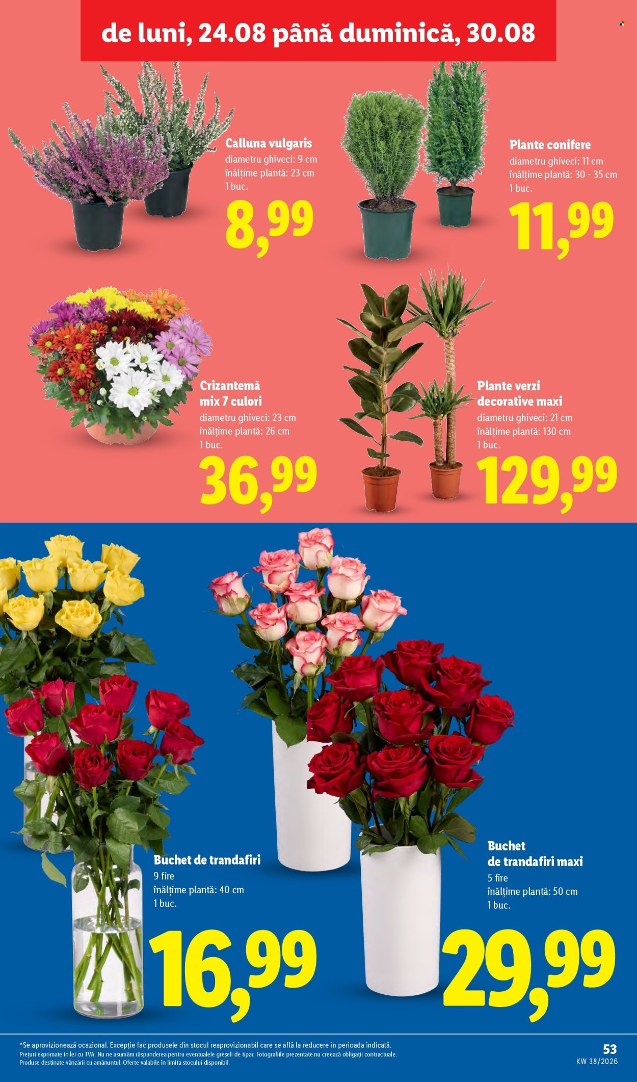 Catalog Lidl - 14.09.2026 - 20.09.2026. Pagina 53