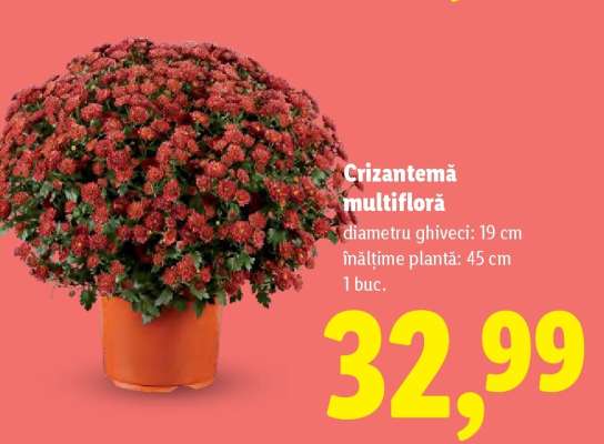 Crizantemă multifloră
