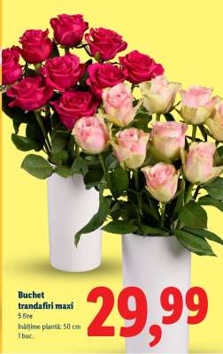 Buchet trandafiri maxi