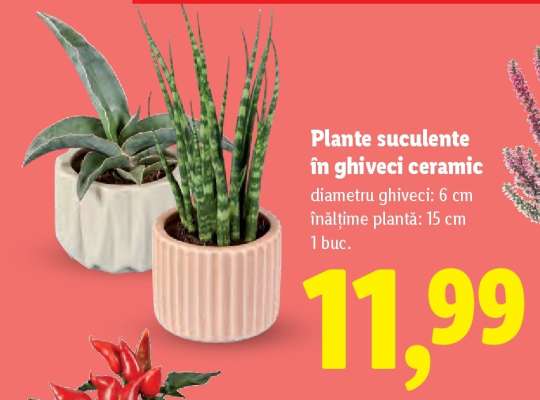Plante suculente în ghiveci ceramic