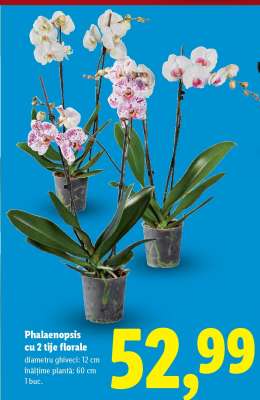 Phalaenopsis cu 2 tije florale