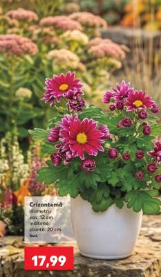Crizantema