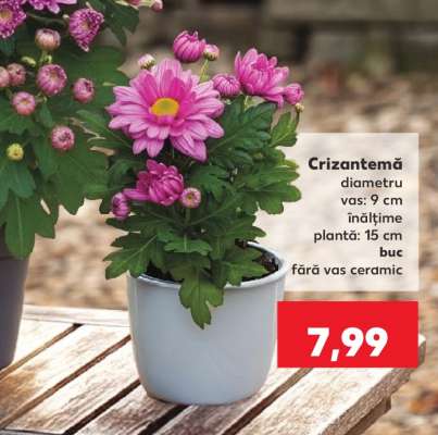 Crizantema