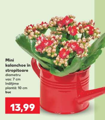 Mini kalanchoe în stropitoare