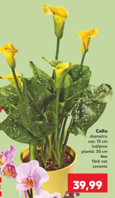 Calla