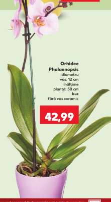 Orhidee Phalaenopsis