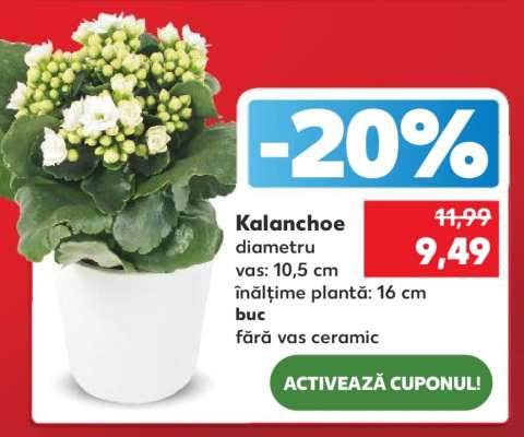 Kalanchoe