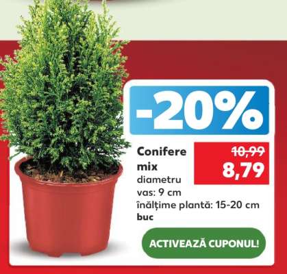 Conifere mix
