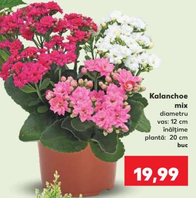 Kalanchoe Mix