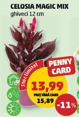 CELOSIA MAGIC MIX