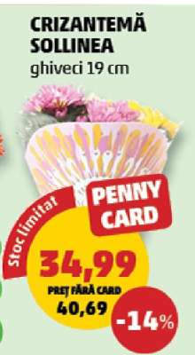 CRIZANTEMĂ SOLLINEA