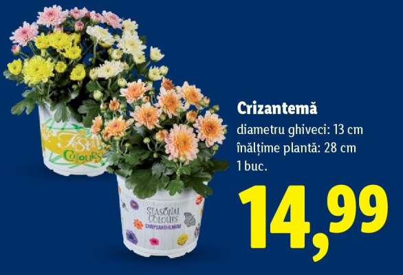 Crizantema