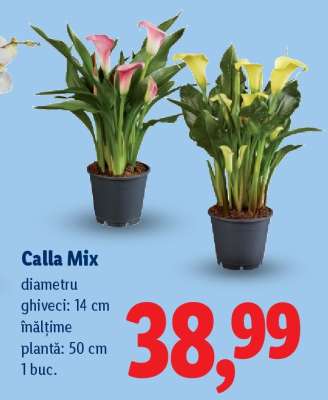 Calla Mix