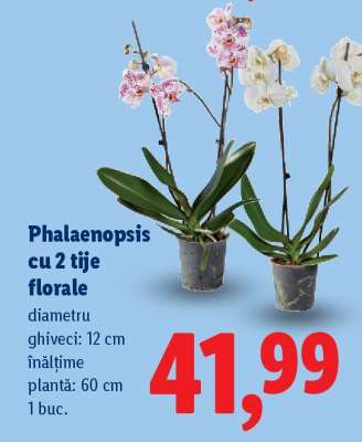 Phalaenopsis cu 2 tije florale
