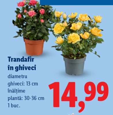 Trandafir în ghiveci