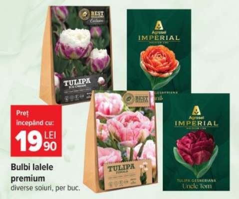 Bulbi lalele premium