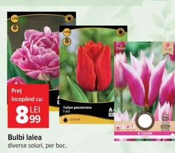 Bulbi lalea
