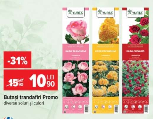 Butași trandafiri Promo