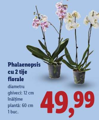 Phalaenopsis cu 2 tije florale