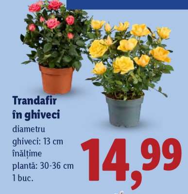Trandafir în ghiveci