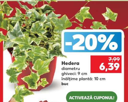 Hedera