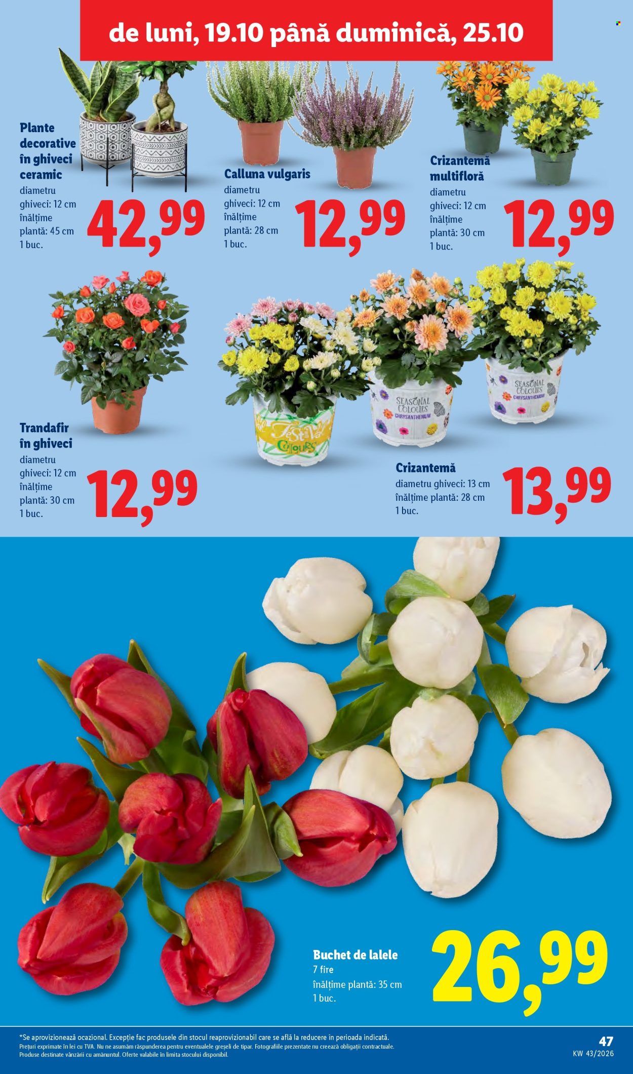 Catalog Lidl - 19.10.2026 - 25.10.2026. Pagina 47