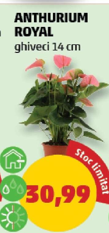 ANTHURIUM ROYAL