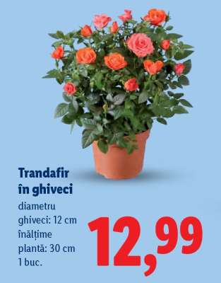 Trandafir în ghiveci
