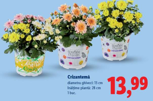 Crizantema