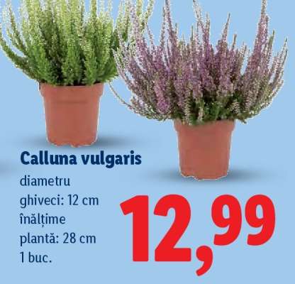 Calluna vulgaris