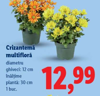 Crizantemă multifloră