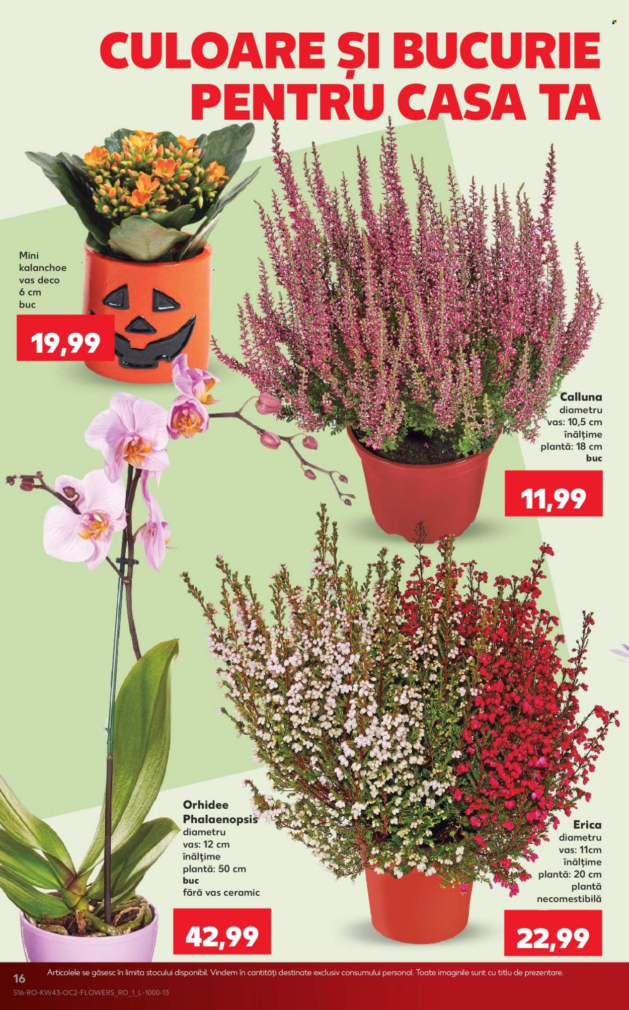 Catalog Kaufland - 21.10.2026 - 27.10.2026. Pagina 16