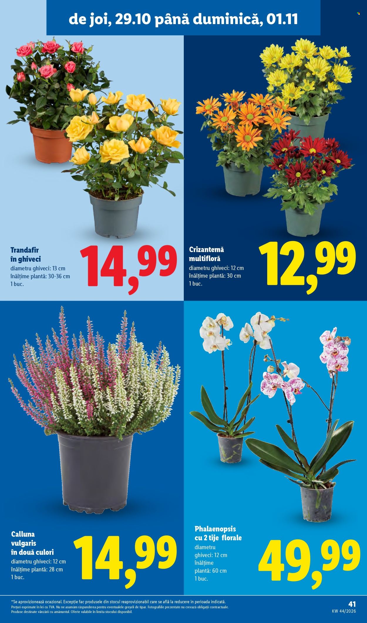 Catalog Lidl - 26.10.2026 - 01.11.2026. Pagina 41